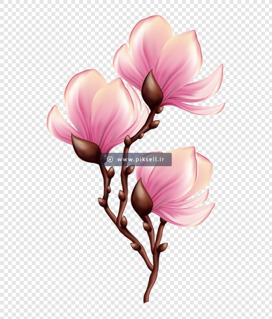 فایل png بدون زمینه گل و شکوفه های صورتی رنگ