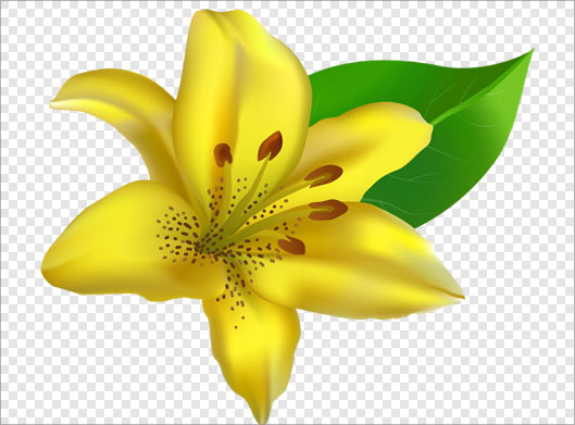 فایل png گل زرد لیلیوم بصورت دوربری شده و بدون بکگراند