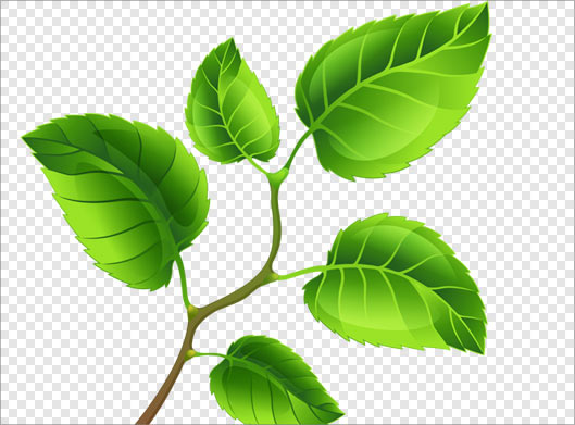 دانلود فایل png برگهای سبز بصورت ترانسپرنت
