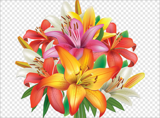 فایل png بدون زمینه دسته گلهای زیبای لیلیوم رنگی