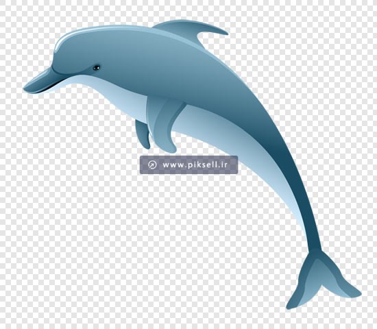 دانلود فایل png دوربری شده دلفین بصورت ترانسپرنت