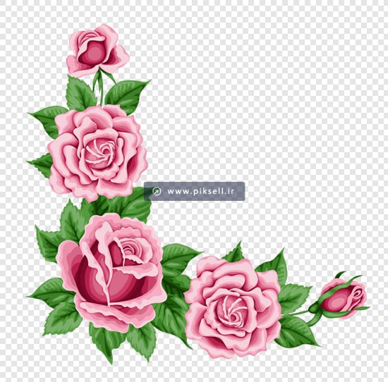 فایل ترانسپرنت دوربری شده گلهای رز صورتی تزئینی