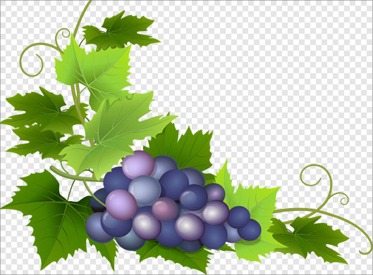 فایل png دوربری شده انگور سیاه برگدار بصورت ترانسپرنت