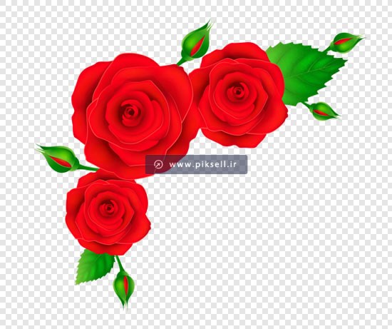 فایل دوربری شده گل های رز قرمز گوشه ای با پسوند png