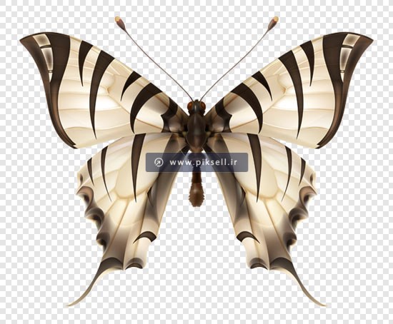 فایل png دوربری شده پروانه زیبا بصورت ترانسپرنت