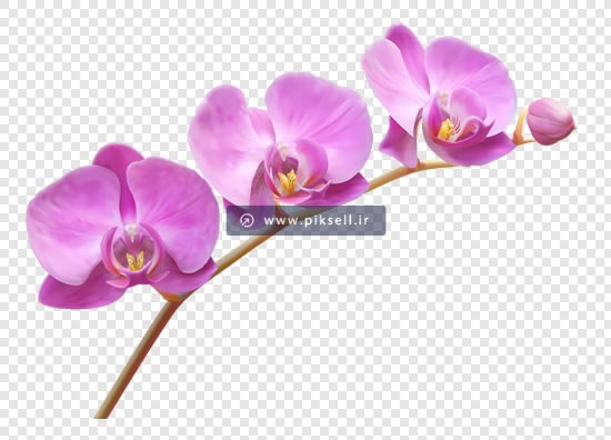 فایل png و دوربری شده گل های ارکیده صورتی