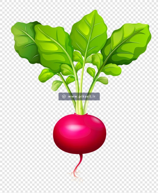 دانلود فایل دوربری شده و ترانسپرنت تربچه با فرمت png