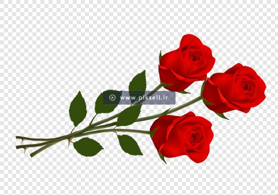 فایل png دوربری شده سه شاخه گل رز قرمز