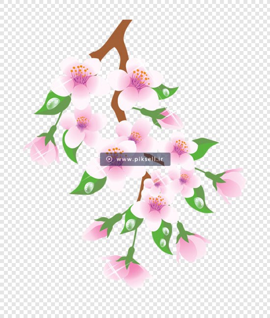 فایل png دوربری شده شکوفه های صورتی رنگ بهاری