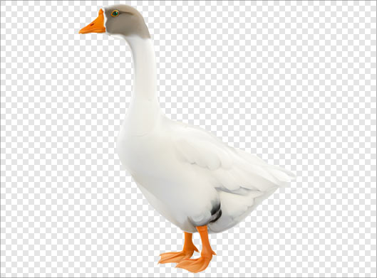 دانلود فایل png و دوربری شده مرغابی و غاز با پسوند png