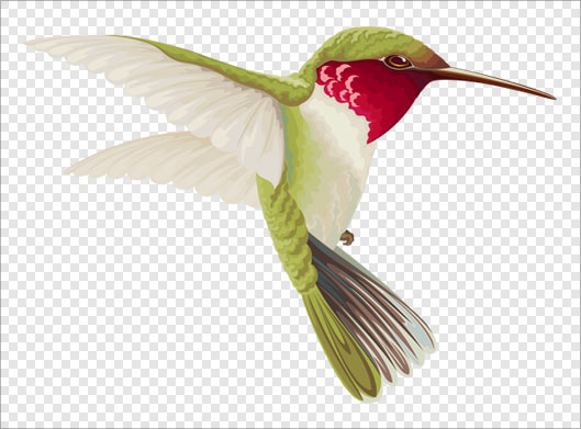 فایل png با طرح کارتونی مرغ مگس خوار