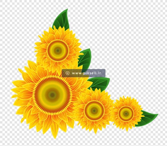فایل png دوربری شده گل های زیبای آفتابگردان زرد