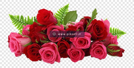 دانلود فایل png شاخه های گل رز بصورت ترانسپرنت