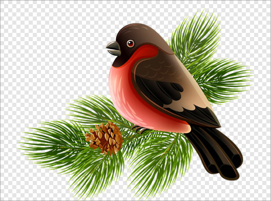 فایل png دوربری شده گنجشک یا بلبل (پرنده) روی درخت کاج