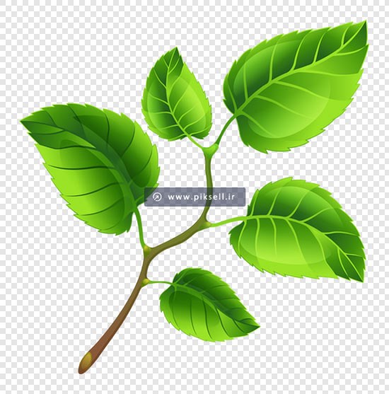 دانلود فایل png برگهای سبز بصورت ترانسپرنت