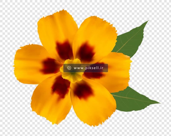 فایل دوربری شده گل زیبا بصورت png