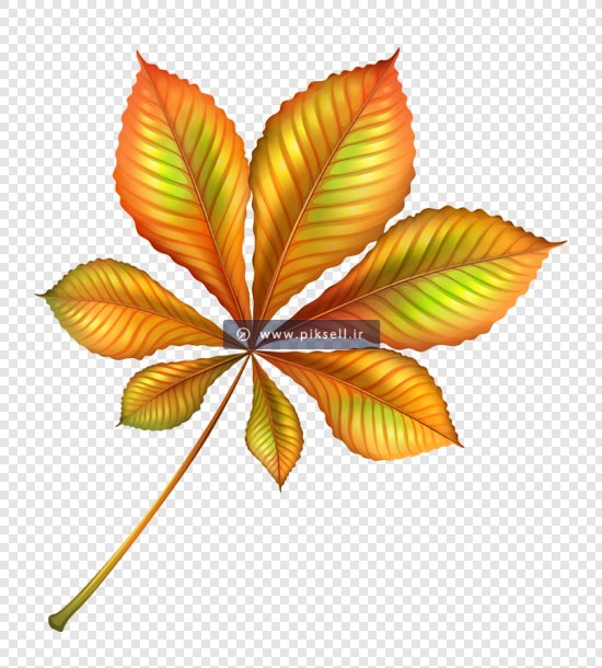 فایل ترانسپرنت دوربری شده برگ پاییزی با فرمت png