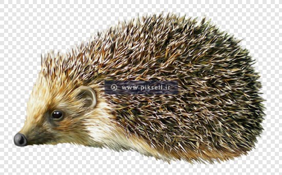 فایل png بدون زمینه جوجه تیغی (خارپشت)