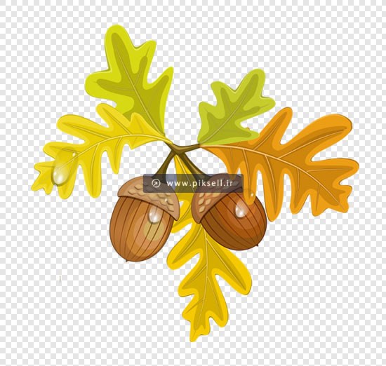 فایل png دوربری شده میوه بلوط بصورت ترانسپرنت