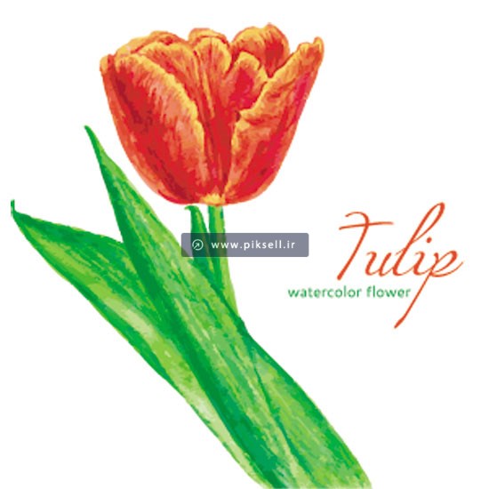 وکتور لایه باز گل لاله قرمز یا Tulip