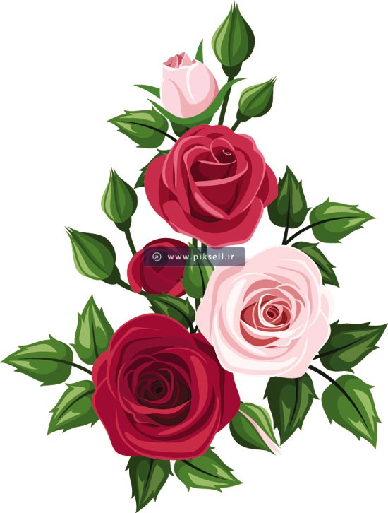 وکتور شاخه گل رزهای رنگی بصورت لایه باز