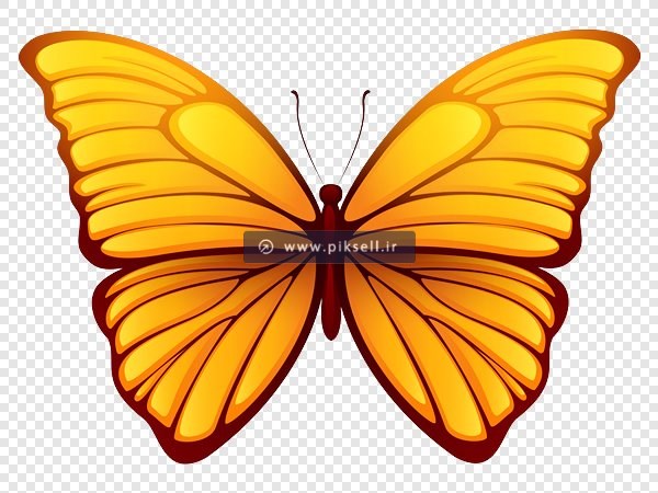 فایل Png پروانه با بال های باز بصورت دوربری شده