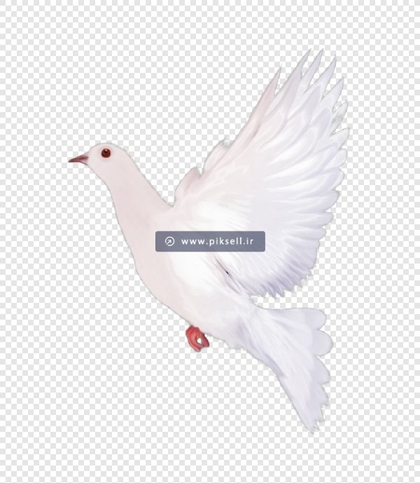 دانلود فایل png کبوتر سفید در حال پرواز