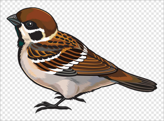 فایل PNG کاراکتر گرافیکی گنجشک بصورت ترانسپرنت