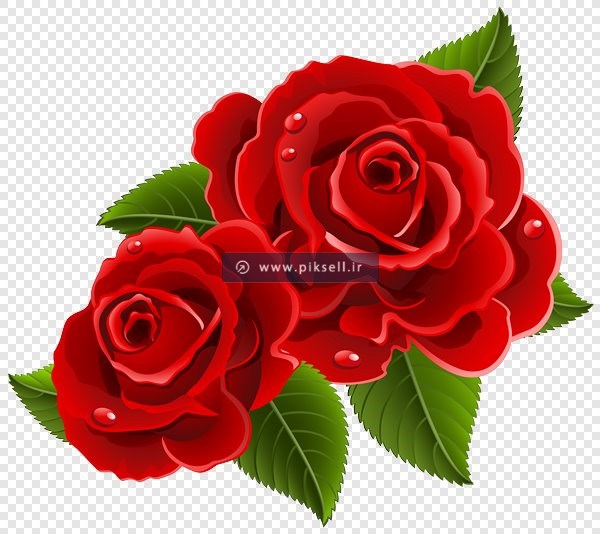 فایل دوربری شده گل های رز قرمز با فرمت png