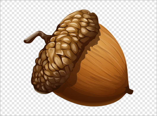 دانلود فایل png میوه بلوط بصورت گرافیکی