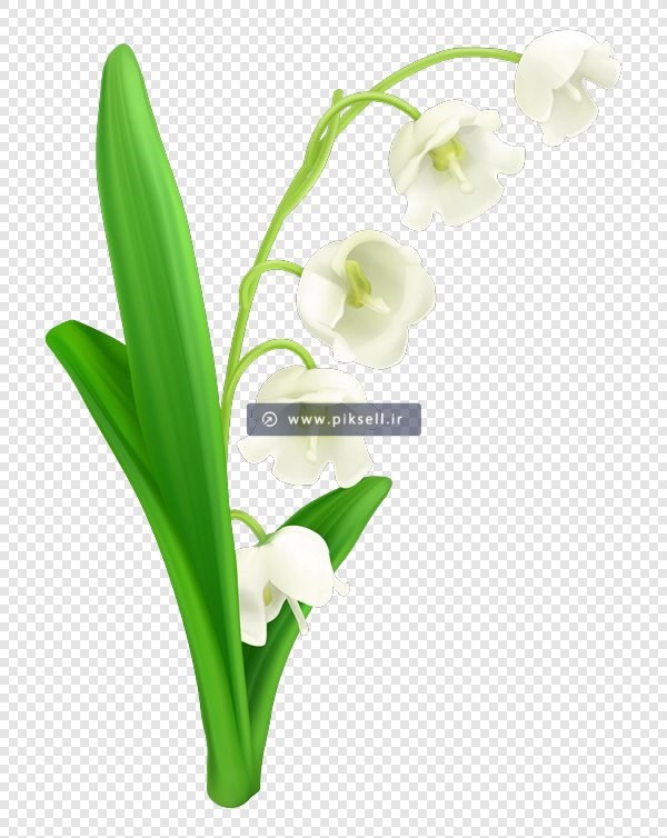 دانلود فایل png گلهای زنبق سفید بصورت ترانسپرنت