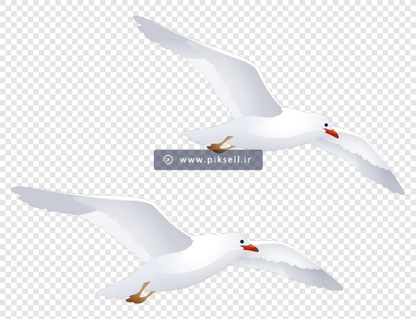 فایل png مرغان دریایی در حال پرواز بصورت دوربری شده