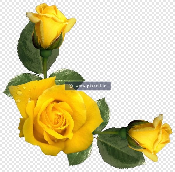 فایل دوربری شده با طرح گل های رز زرد با پسوند png