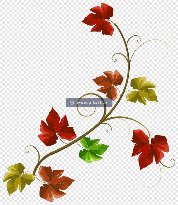 فایل دوربری شده برگ های درخت مو با فرمت png