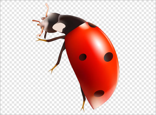 دانلود فایل png کفشدوزک قرمز بصورت ترانسپرنت