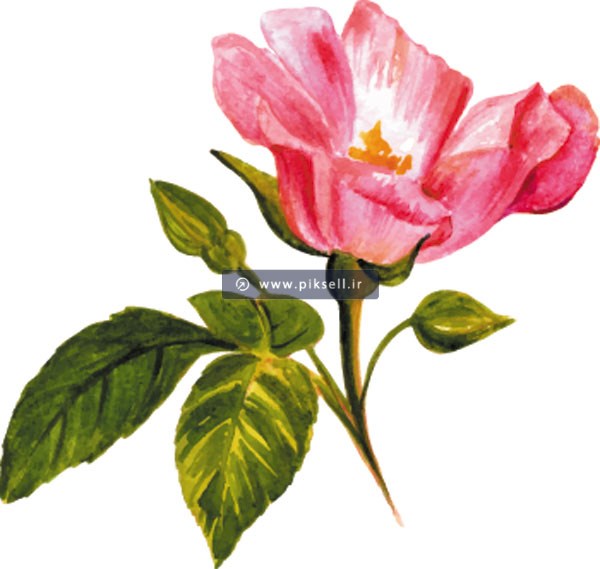 وکتور لایه باز گل رز نقاشی شده