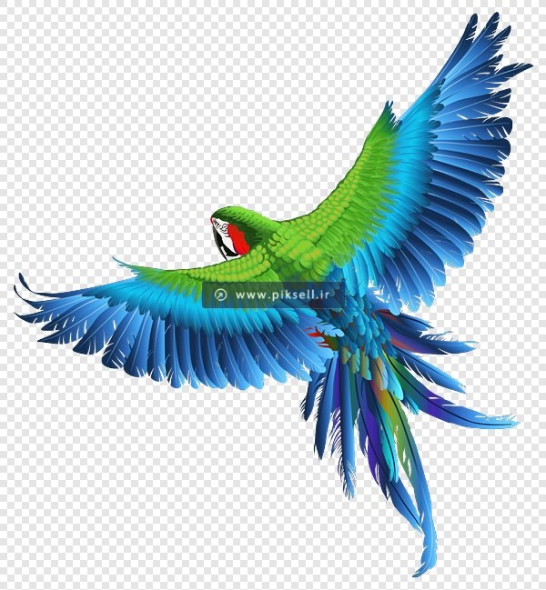 فایل png طوطی زیبا در حال پرواز بصورت دوربری شده