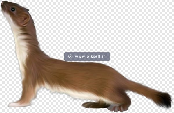 فایل png سمور بصورت دوربری شده ترانسپرنت