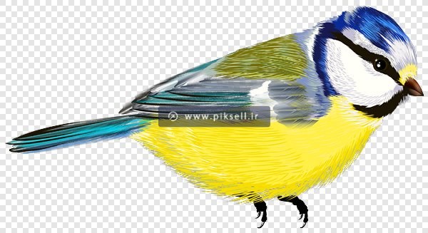 فایل png پرنده بلبل رنگی بصورت دوربری شده