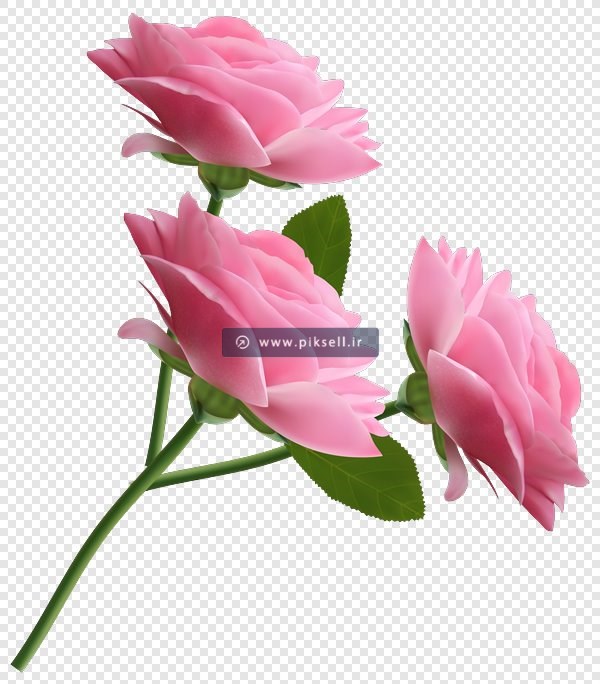 فایل png شاخه گلهای رز صورتی رنگ