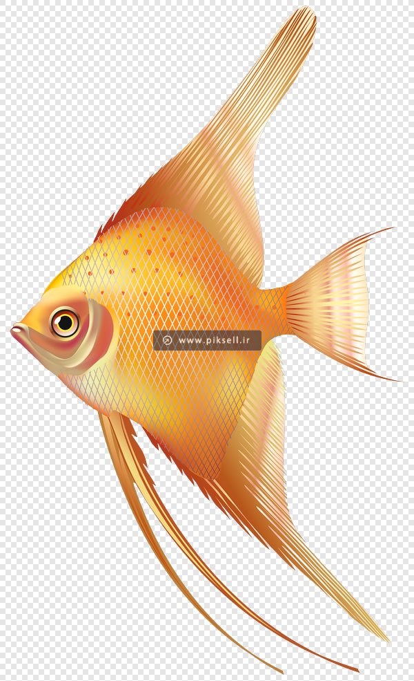 فایل png بدون زمینه ماهی طلایی