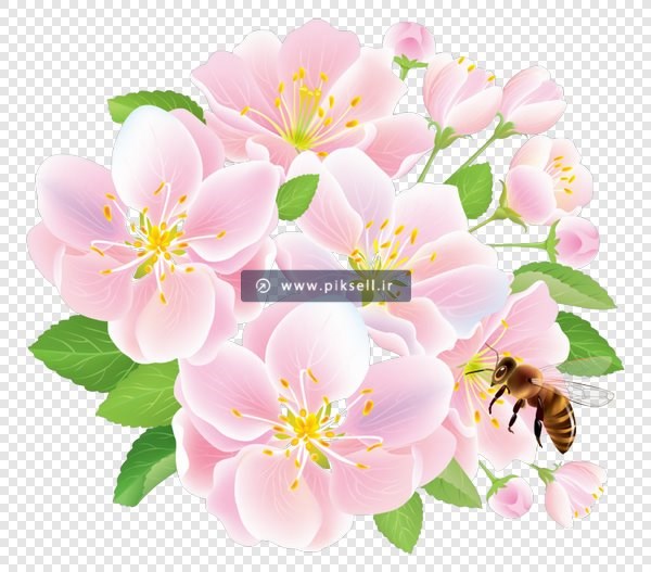 دانلود فایل PNG بدون زمینه شکوفه های بهاری و زنبور عسل