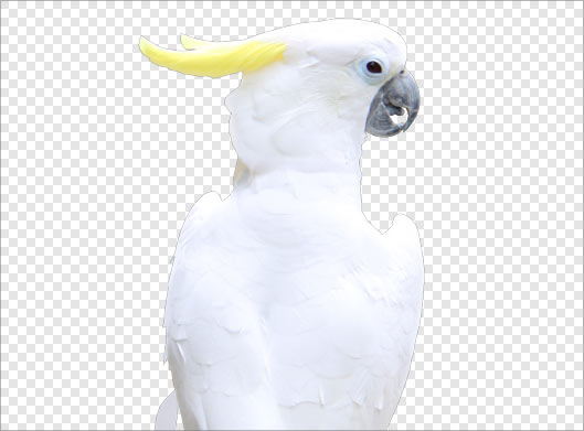 تصویر بدون زمینه طوطی سفید با فرمت png