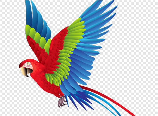 فایل png دوربری شده طوطی رنگی در حال پرواز