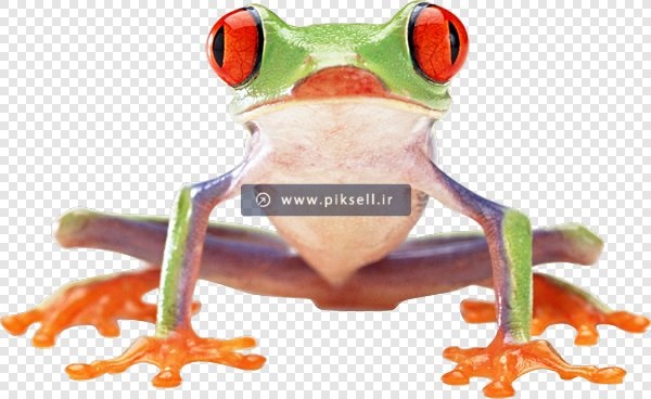 دانلود فایل دوربری شده وزغ و قورباغه سبز با فرمت Png
