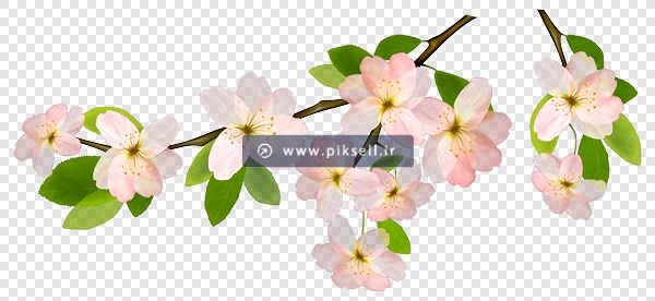 فایل دوربری شده شکوفه های بهاری بصورت ترانسپرنت
