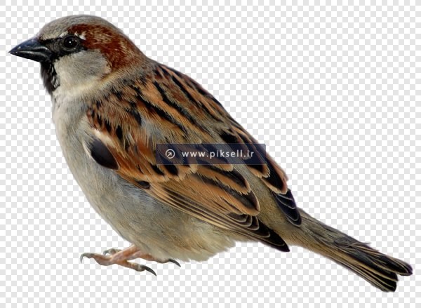 فایل ترانسپرنت و دوربری شده گنجشک با کیفیت بالا
