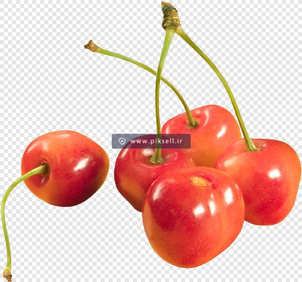 دانلود فایل دوربری شده گیلاس یا آلبالو