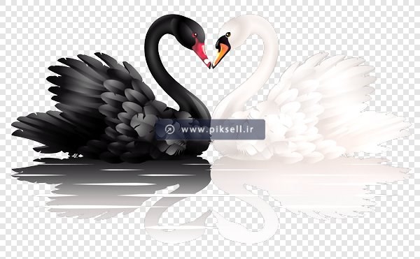 دانلود فایل PNG قوهای عاشق بصورت ترانسپرنت