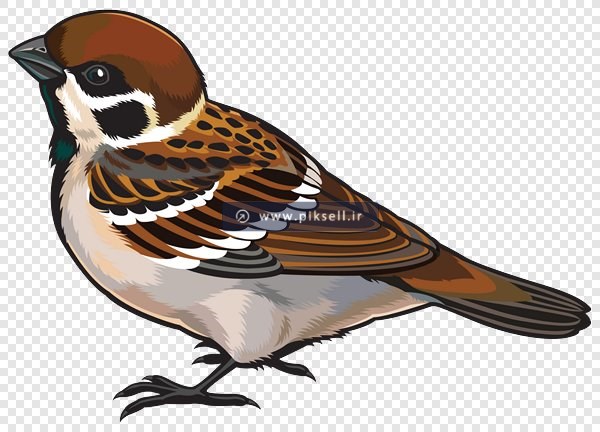 فایل PNG کاراکتر گرافیکی گنجشک بصورت ترانسپرنت